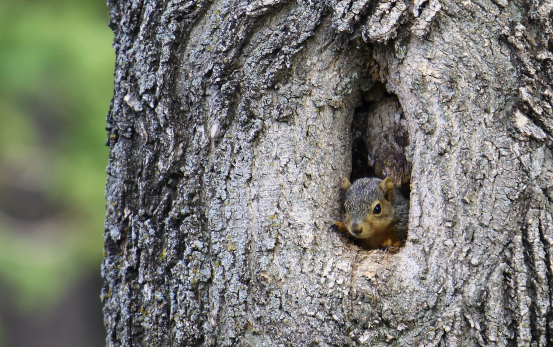 baby squirrel peaking out of tree nest